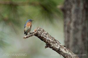 Josh Manring Photographer Decor Wall Arts - Bird Photography -59.jpg